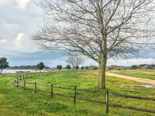 Boom Hek Gras Winter Bao Stadspark Arousa Eiland — Stockfoto