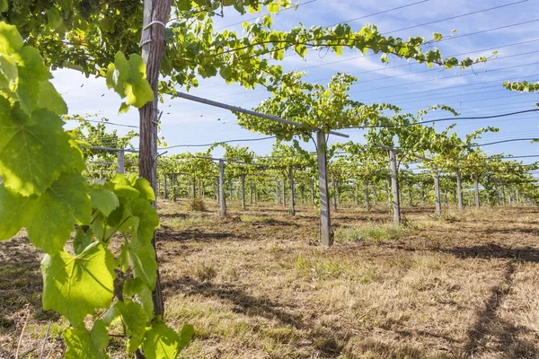Winnice wina Albarino — Zdjęcie stockowe