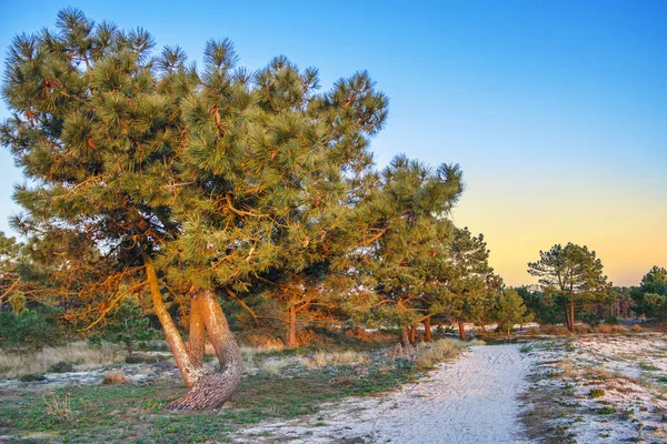 Pijnbomen op Carreiron natuurpark — Stockfoto