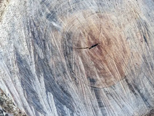 Bir ağaç gövdesi kesme yüzeyi — Stok fotoğraf