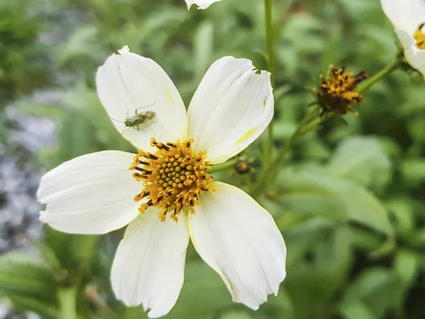 Bug roślin nad kwiatem — Zdjęcie stockowe