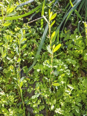 Knotgrass, knotweed, birdweed, pigweed veya Galicia, İspanya büyüyen centinodia, Polygonum aviculare,