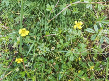 Tormentil, septfoil veya dikme cinquefoil, Potentilla erecta, Galiçya, İspanya 'da yetişir