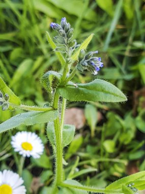 Değişen unutma- ya da fare kulağı, Myosotis renk değişimi, Galiçya, İspanya 'da büyüyor