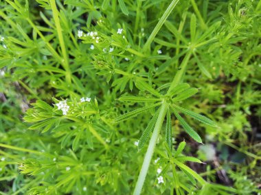 Mavi alan delisi, Sherardia arvensis, Vilanova de Arousa 'nın çayırlarında yetişiyor. 