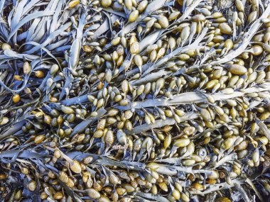  Kaya yosunu ya da düğüm yosunu, Ascophyllum nodosum, İspanya 'nın Galiçya kıyılarında yetişiyor.