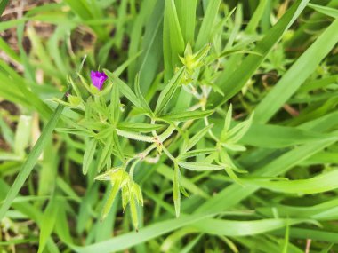 Longstalk vinç gagası, Geranium kolumbinum, Galiçya, İspanya 'da yetişiyor.