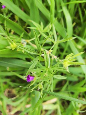 Longstalk vinç gagası, Geranium kolumbinum, Galiçya, İspanya 'da yetişiyor.