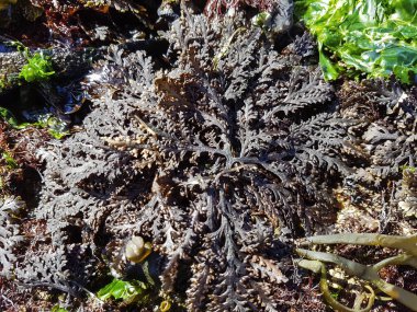 Pepper dulse, Osmundea pinnatifida, Galiçya kıyılarında yetişen kırmızı algler, İspanya