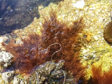 Ceramium rubrum seaweed growing in a tide pond in Galicia clipart