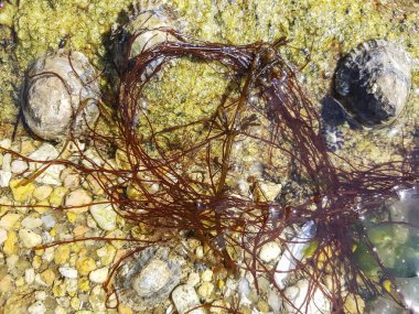 Gracilaria gracilis Galiçya sahillerinde yetişen kızıl deniz yosunu.