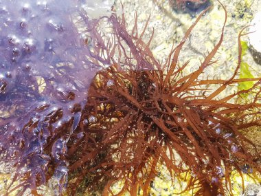 Red seaweed Calliblepharis jubata growing on coastal rocks of Galicia, Spain clipart