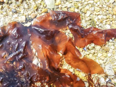 Dulse, dillisk ya da dilsk, Palmaria palmata, İspanya 'nın Galiçya kıyılarında yetişiyor.