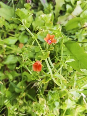 İspanya 'nın Galiçya çayırlarında yetişen kızıl farekulağı, Anagallis arvensis.