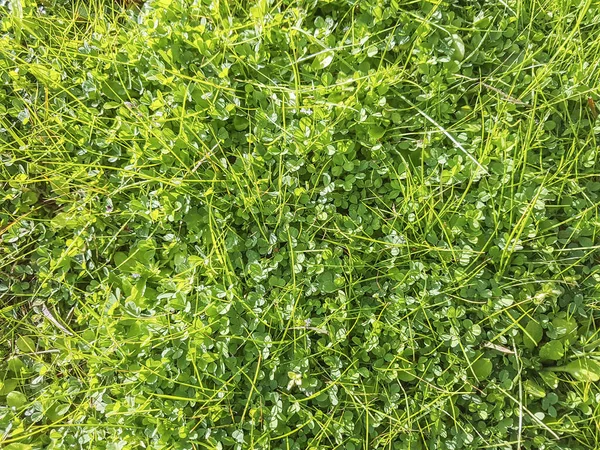 緑の草の背景とテクスチャ — ストック写真
