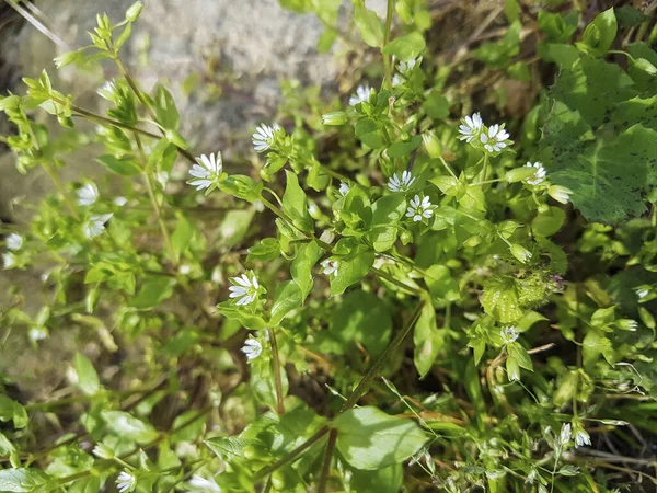 Galiçya Spanya Yetişen Tavuk Otları Yengeçler Yabani Otlar Stellaria Medyası — Stok fotoğraf