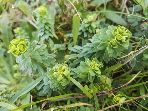 Pórtland Spurge Euphorbia Portlandica Cubierta Gotas Rocío Creciendo Dunas Arena — Foto de Stock