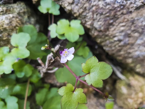 Sarmaşık Yapraklı Toadflax Kenilworth Sarmaşığı Veya Pennywort Cymbalaria Duvar Resimleri — Stok fotoğraf