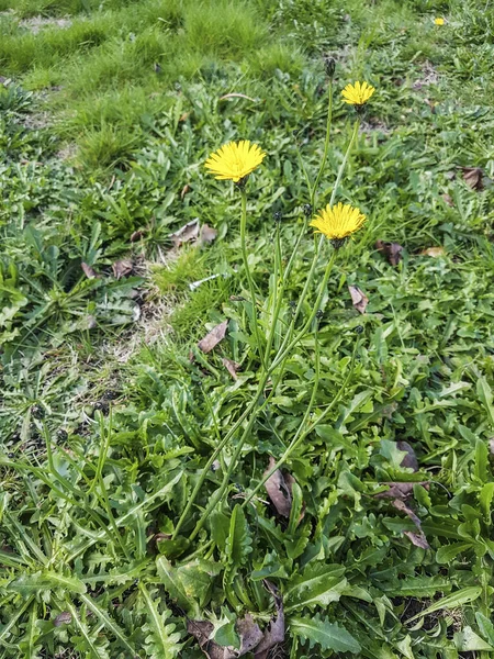 Gładkie Hawksbeard Crepis Capillaris Rosnące Prowincji Galicja Hiszpania — Zdjęcie stockowe