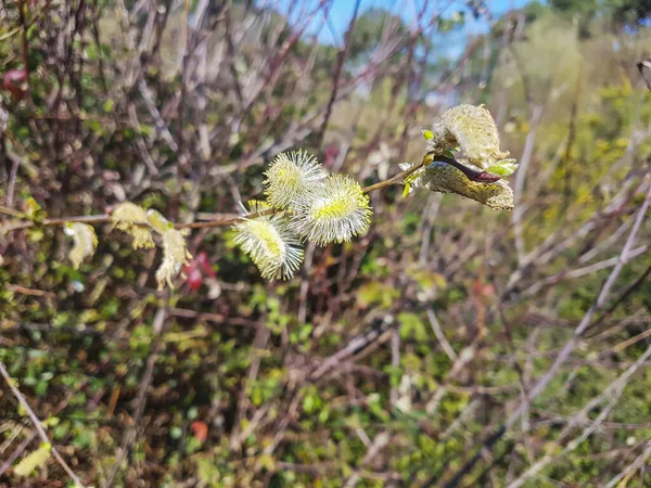 Flores Masculinas Salgueiro Cinzento Cinzento Salix Atrocinerea — Fotografia de Stock
