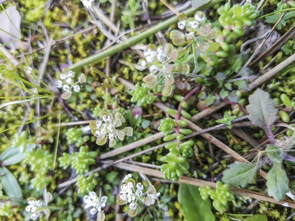 Berro Pastor Común Teesdalia Nudicaulis Creciendo Dunas Costeras Galicia España —  Fotos de Stock