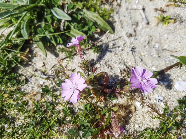 Coastal Campion Catchfly Silene Littorea Growing Coastal Dunes Galicia Spain — Stock Photo, Image