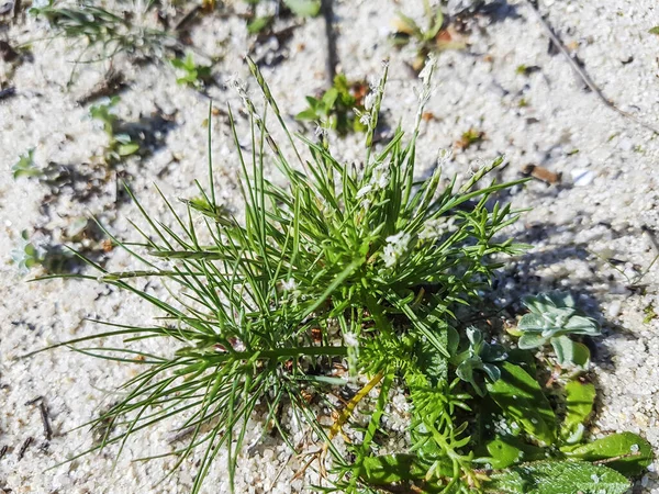 Erba Arbara Snella Parapholis Strigosa Che Cresce Sulle Dune Costiere — Foto Stock