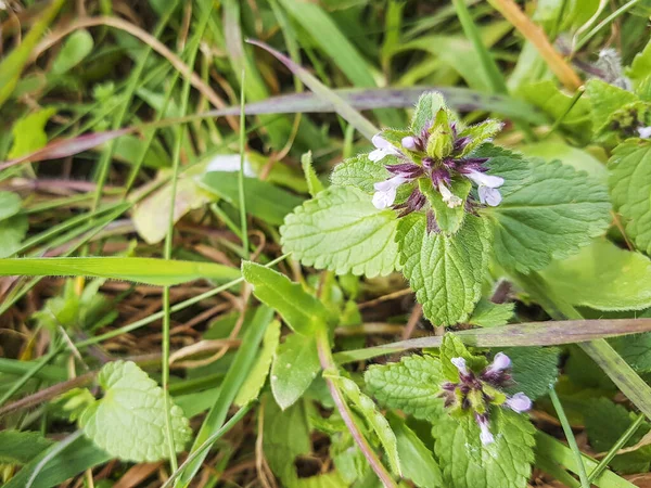 Field Woundwort Staggerweed Stachys Arvensis Growing Galicia Spain — Stock Photo, Image