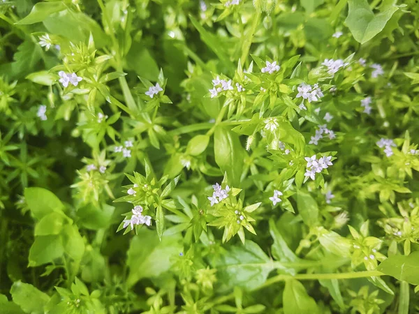 Blue Field Madder Sherardia Arvensis Creciendo Los Prados Vilanova Arousa — Foto de Stock