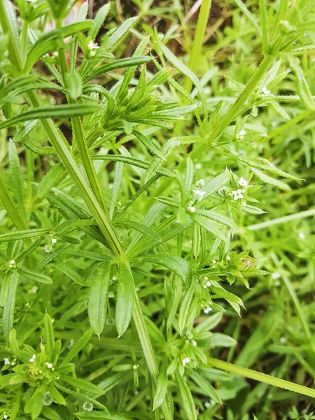 Cleavers Goosegrass Veya Catchweed Galiçya Spanya Yetişen Galiçya Aparini — Stok fotoğraf