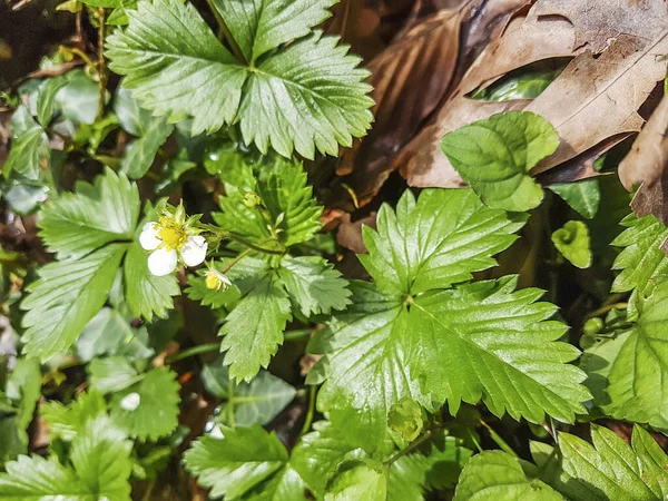 Fresa Silvestre Forestal Europea Fragaria Vesca Cultivada Galicia España — Foto de Stock