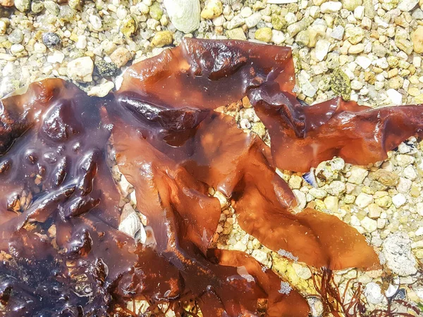 Dulse Dillisk Dilsk Palmaria Palmata Growing Coastal Rocks Galicia Spain — Stock Photo, Image