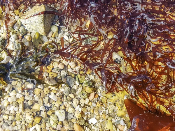 Grateloupia filicina red seaweed in Galicia, Spain