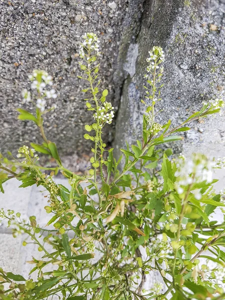 Cress Teesdalia Nudicaulis Росте Прибережних Дюнах Галісії Іспанія — стокове фото