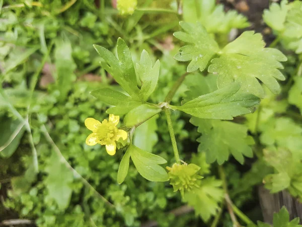 Frutos Del Espinazo Buttercup Ranunculus Muricatus Frutos Rugosos Ásperos Que — Foto de Stock