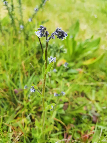 Cambiare Fiore Myosotis Scolorire Crescente Galizia Spagna — Foto Stock