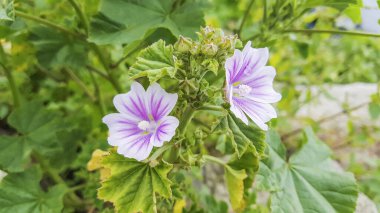 Galiçya, İspanya 'da yetişen Cornish mallowu ya da Girit hollyhock, Lavatera cretica