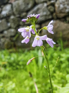 Guguk kuşu, kadın önlüğü ya da sütçü kız, Cardamine pratensis, Galiçya, İspanya 'da yetişiyor.