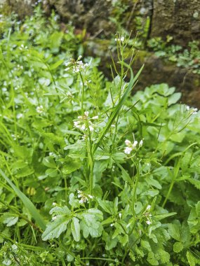 İspanya, Galiçya 'nın çayırlarında yetişen tüylü acı teresi, Cardamine hirsuta