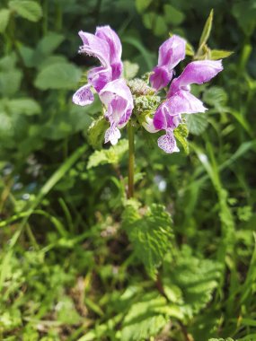 Ölü ısırgan otu, tavşan ya da mor ejderha görülmüş. Galiçya, İspanya 'da büyüyen Lamium maculatum.
