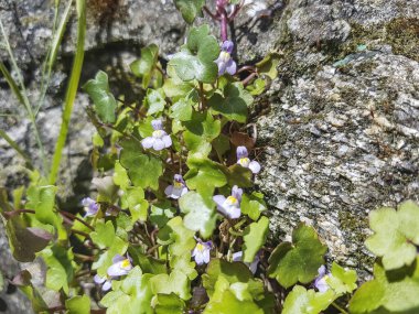 Sarmaşık yapraklı toadflax, Kenilworth sarmaşığı veya pennywort, Cymbalaria duvar resimleri, Galiçya 'nın duvarlarında yetişiyor.