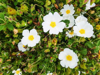 Adaçayı yapraklı kaya gülü, salvia cistus ya da jaguarzo, Cistus salviifolius, Galiçya, İspanya 'da yetişiyor.