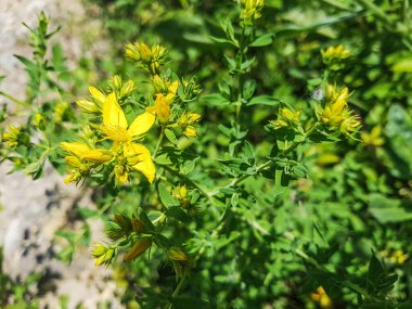 Galiçya, İspanya 'da yetişen St John' s Wort, Hypericum perforatum.