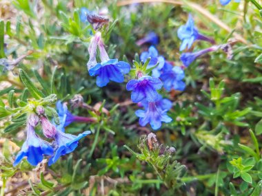 Galiçya 'da yetişen Gromwells veya taş çekirdekleri, Glandora prostrata (Lithospermum prostratum)