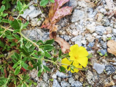 Yaygın kaya gülü, Helianthemum nummularium, Galiçya, İspanya 'da yetişiyor.