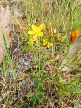 Flax, İspanya, Galiçya 'da yetişen St John' s Wort, Hypericum linariifolium 'dan ayrıldı.