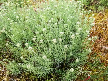 Curry plant, strawflower or immortelle, Helichrysum italicum, growing on coastal dunes of Galicia, Spain clipart