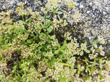 Galiçya, İspanya 'da yetişen Polycarpon tetraphyllum.