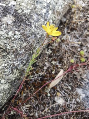 Aziz John otunun sarı çiçeği, Hypericum linariifolium, Galiçya, İspanya 'da yetişiyor.