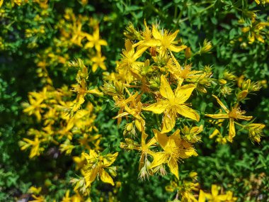 Galiçya, İspanya 'da yetişen St John' s Wort, Hypericum perforatum.